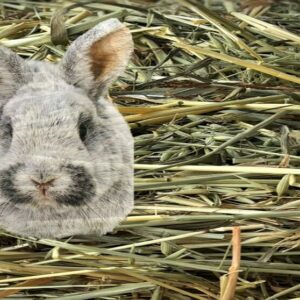 Kanin og gnaver kunsttørret havre hø i pose  3-4 kg